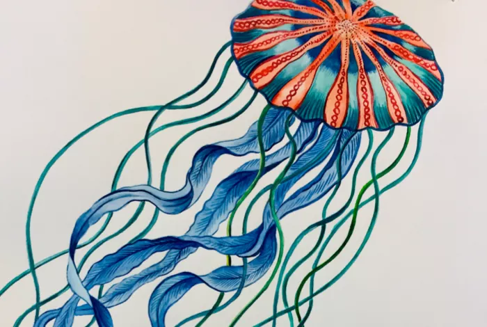 jellyfish illustration